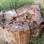 Petrified Forest National Park